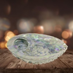 Coquillage Abalone SANS support pour smudge encens